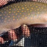 Check out these colors! Have you ever seen a more beautiful fish? (Brook Trout Package)